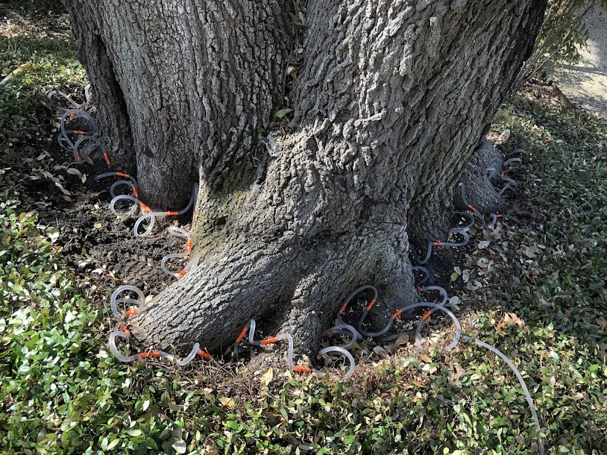 Detailed Tree Cabling and Bracing job site in Chisago City