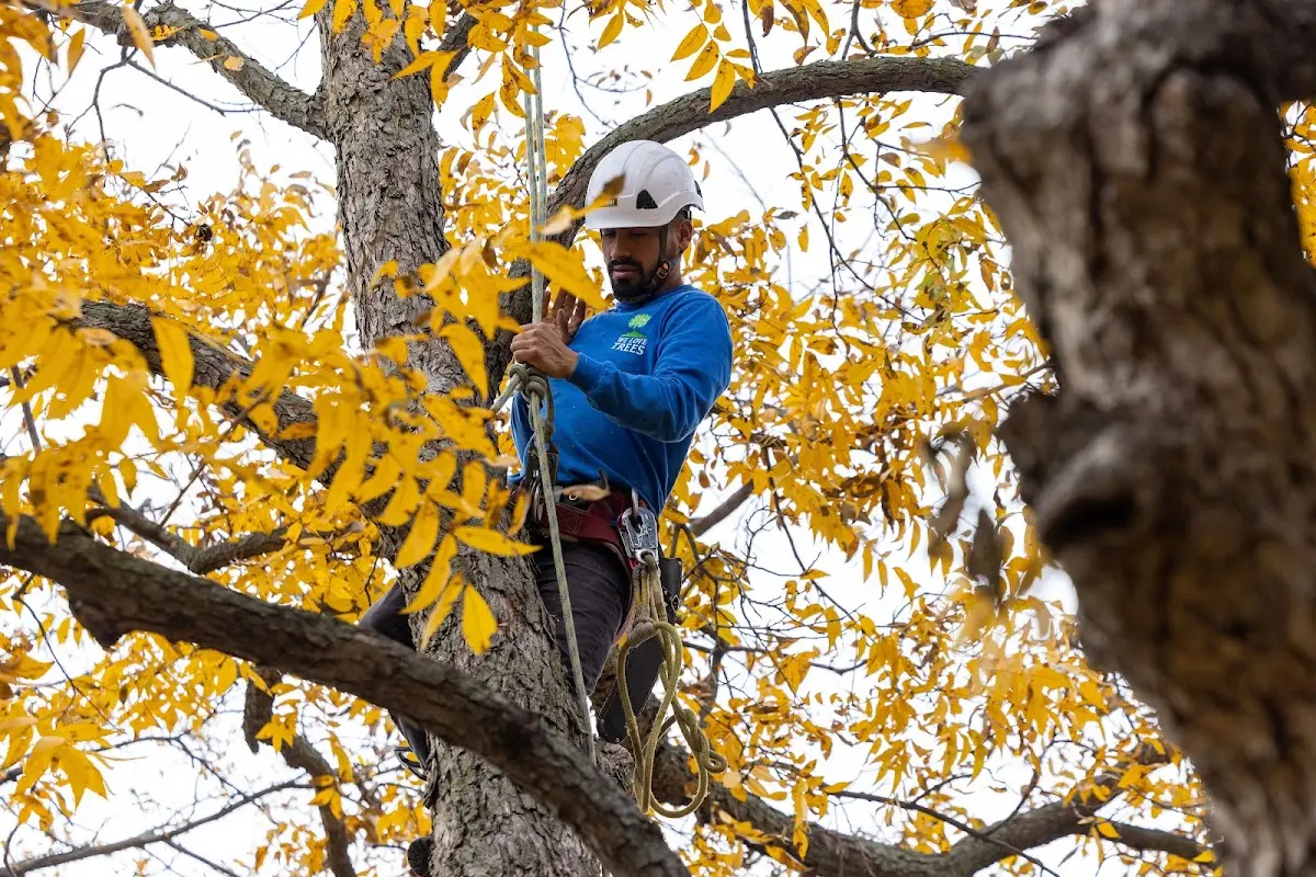 Skilled Tree Pruning crew working in Chisago City